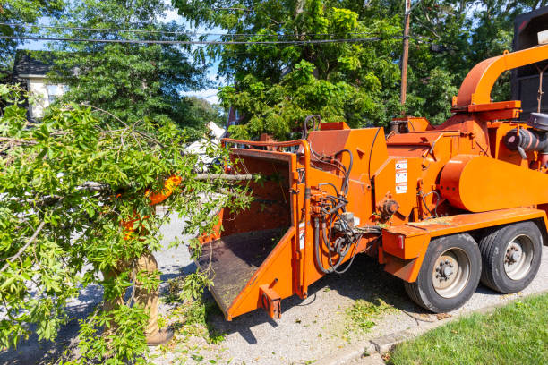 The Steps Involved in Our Tree Care Process in Pearl Beach, MI